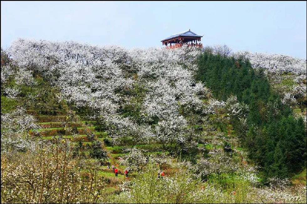 【春天,广西桂林灌阳县向您发出邀请!】我们在灌阳看梨花 - 游山玩水 - 钦州生活社区 - 钦州28生活网 qinzhou.28life.net