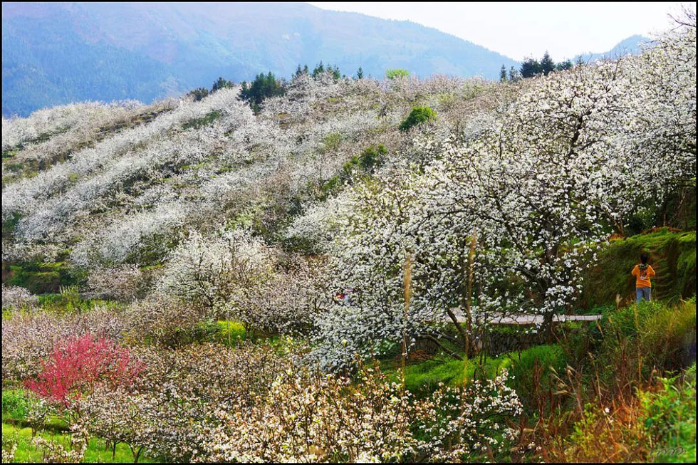 【春天,广西桂林灌阳县向您发出邀请!】我们在灌阳看梨花 - 游山玩水 - 钦州生活社区 - 钦州28生活网 qinzhou.28life.net