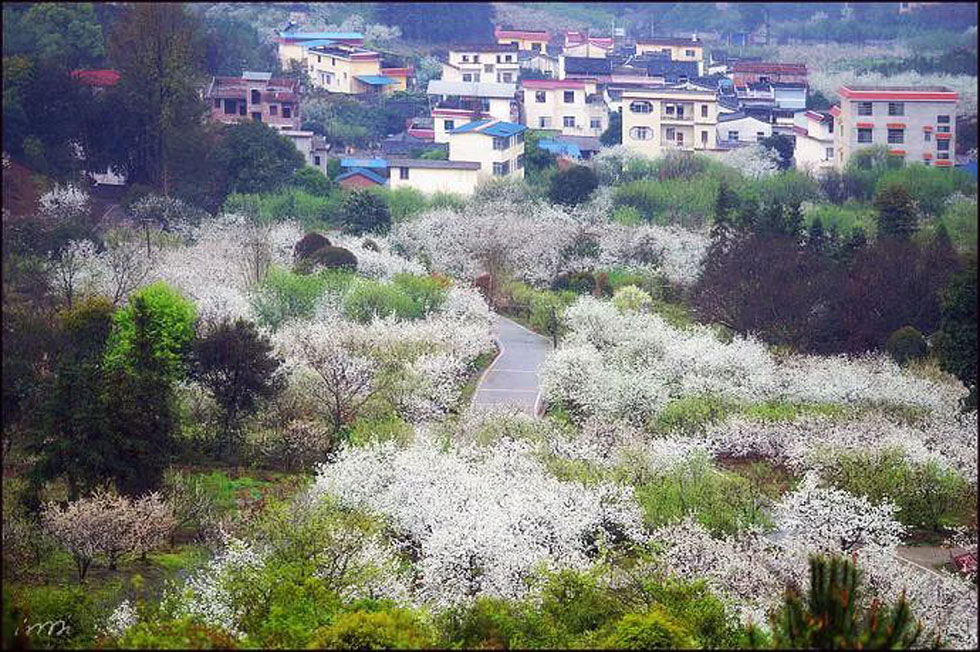 【春天,广西桂林灌阳县向您发出邀请!】我们在灌阳看梨花 - 游山玩水 - 钦州生活社区 - 钦州28生活网 qinzhou.28life.net