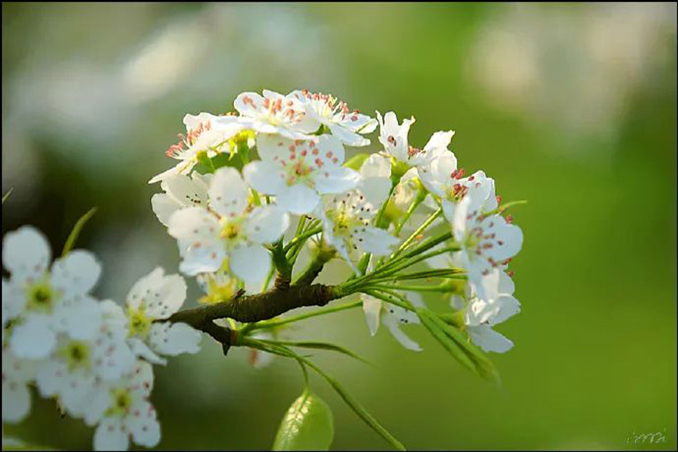 【春天,广西桂林灌阳县向您发出邀请!】我们在灌阳看梨花 - 游山玩水 - 钦州生活社区 - 钦州28生活网 qinzhou.28life.net