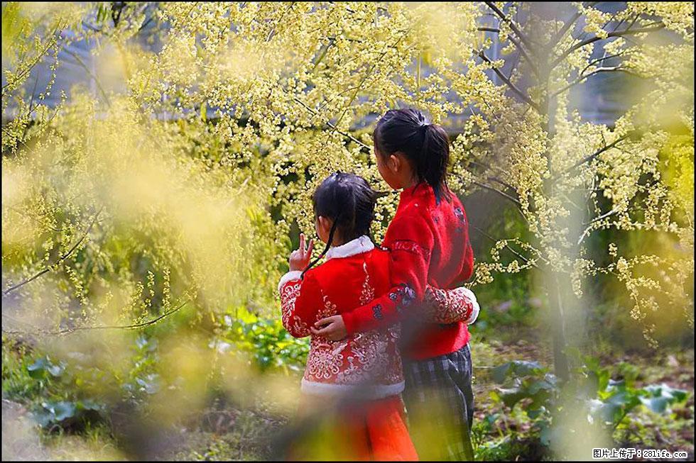 【春天，广西桂林灌阳县向您发出邀请！】米珠山前有片山苍子花在飘香 - 游山玩水 - 钦州生活社区 - 钦州28生活网 qinzhou.28life.net