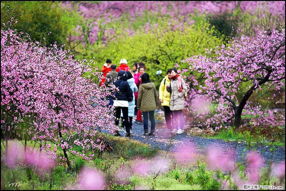 【春天，广西桂林灌阳县向您发出邀请！】官庄村有个醉美的桃花园 - 游山玩水 - 钦州生活社区 - 钦州28生活网 qinzhou.28life.net