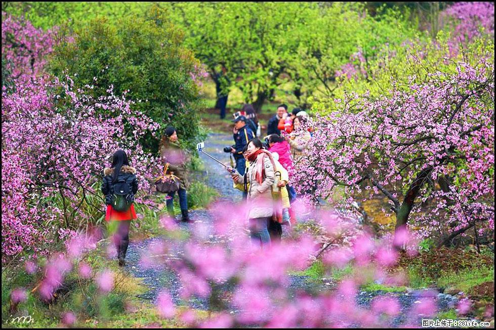 【春天，广西桂林灌阳县向您发出邀请！】官庄村有个醉美的桃花园 - 游山玩水 - 钦州生活社区 - 钦州28生活网 qinzhou.28life.net