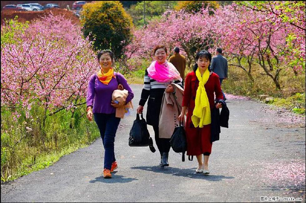 【春天，广西桂林灌阳县向您发出邀请！】官庄村有个醉美的桃花园 - 游山玩水 - 钦州生活社区 - 钦州28生活网 qinzhou.28life.net