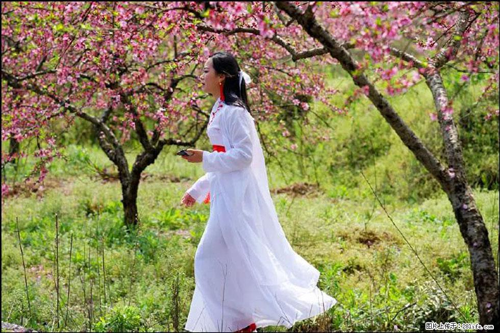 【春天，广西桂林灌阳县向您发出邀请！】官庄村有个醉美的桃花园 - 游山玩水 - 钦州生活社区 - 钦州28生活网 qinzhou.28life.net