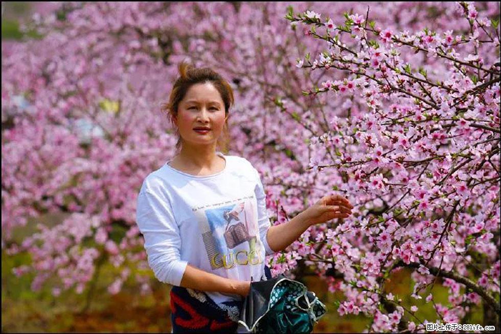 【春天，广西桂林灌阳县向您发出邀请！】官庄村有个醉美的桃花园 - 游山玩水 - 钦州生活社区 - 钦州28生活网 qinzhou.28life.net