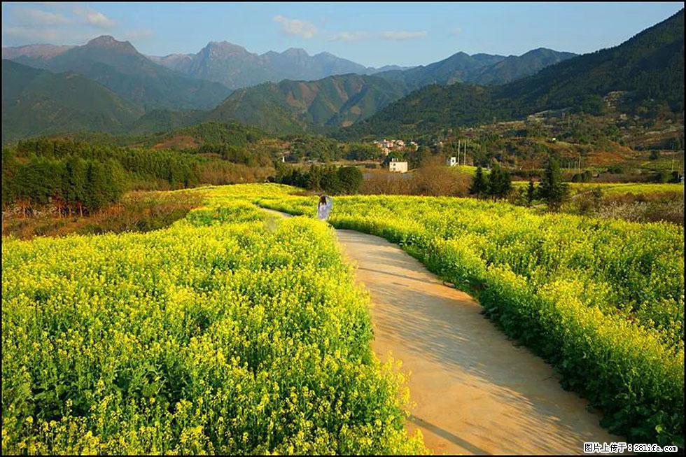 【春天，广西桂林灌阳县向您发出邀请！】长坪村油菜盛情花开 - 游山玩水 - 钦州生活社区 - 钦州28生活网 qinzhou.28life.net