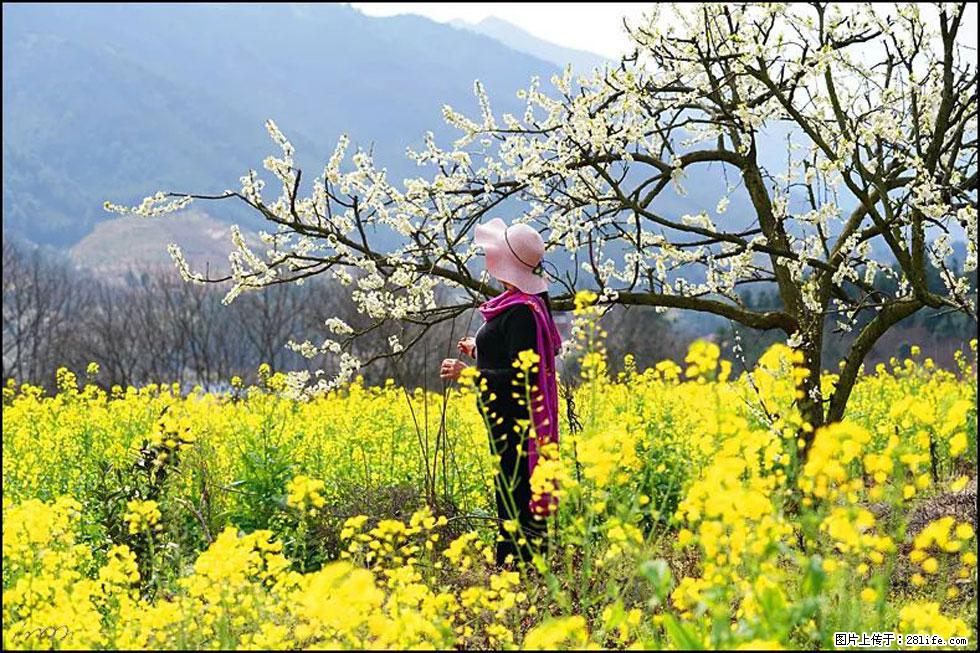 【春天，广西桂林灌阳县向您发出邀请！】长坪村油菜盛情花开 - 游山玩水 - 钦州生活社区 - 钦州28生活网 qinzhou.28life.net