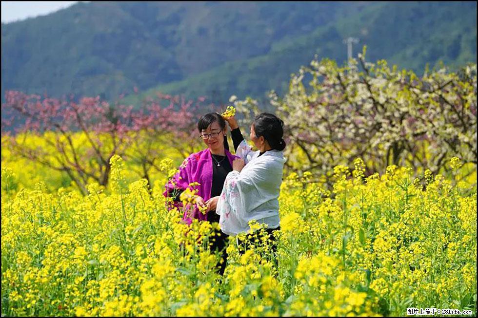 【春天，广西桂林灌阳县向您发出邀请！】长坪村油菜盛情花开 - 游山玩水 - 钦州生活社区 - 钦州28生活网 qinzhou.28life.net