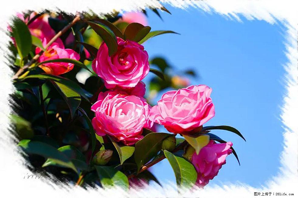 【春天,广西桂林灌阳县向您发出邀请!】杨柳井茶花惹人爱 - 游山玩水 - 钦州生活社区 - 钦州28生活网 qinzhou.28life.net