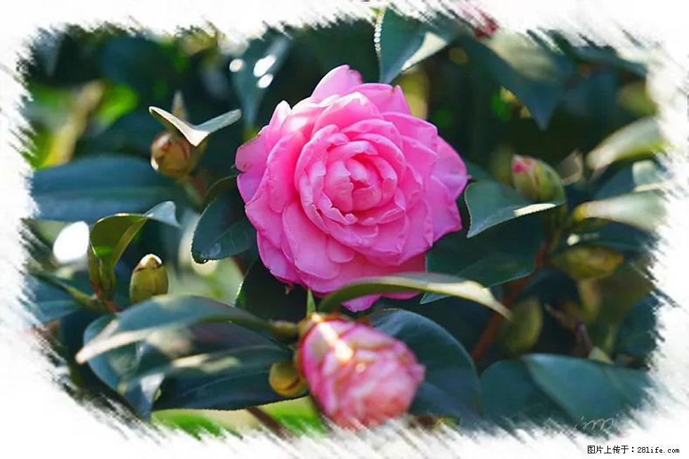 【春天,广西桂林灌阳县向您发出邀请!】杨柳井茶花惹人爱 - 游山玩水 - 钦州生活社区 - 钦州28生活网 qinzhou.28life.net