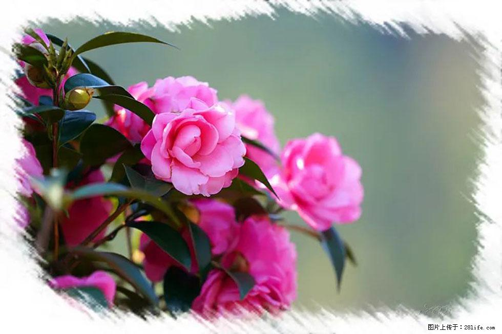 【春天,广西桂林灌阳县向您发出邀请!】杨柳井茶花惹人爱 - 游山玩水 - 钦州生活社区 - 钦州28生活网 qinzhou.28life.net
