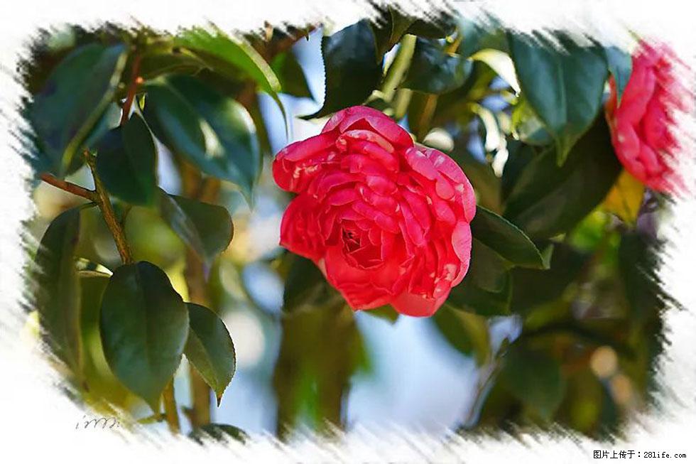 【春天,广西桂林灌阳县向您发出邀请!】杨柳井茶花惹人爱 - 游山玩水 - 钦州生活社区 - 钦州28生活网 qinzhou.28life.net