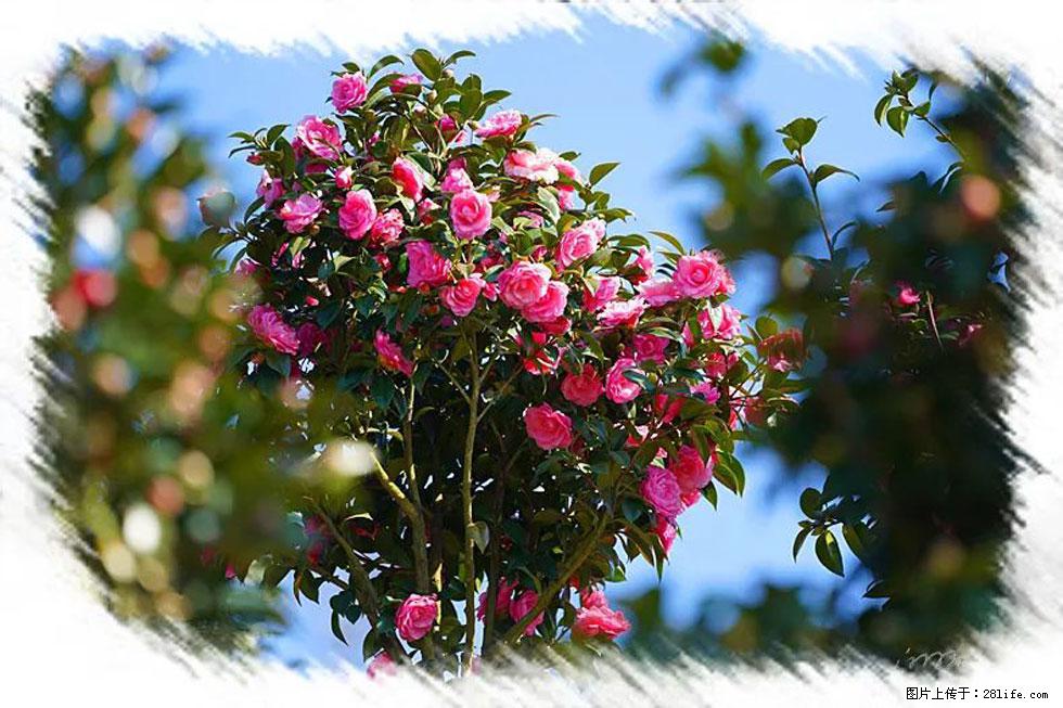 【春天,广西桂林灌阳县向您发出邀请!】杨柳井茶花惹人爱 - 游山玩水 - 钦州生活社区 - 钦州28生活网 qinzhou.28life.net