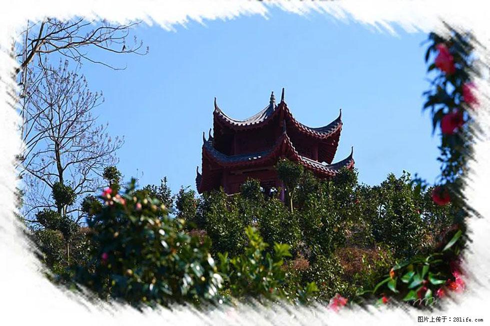 【春天,广西桂林灌阳县向您发出邀请!】杨柳井茶花惹人爱 - 游山玩水 - 钦州生活社区 - 钦州28生活网 qinzhou.28life.net