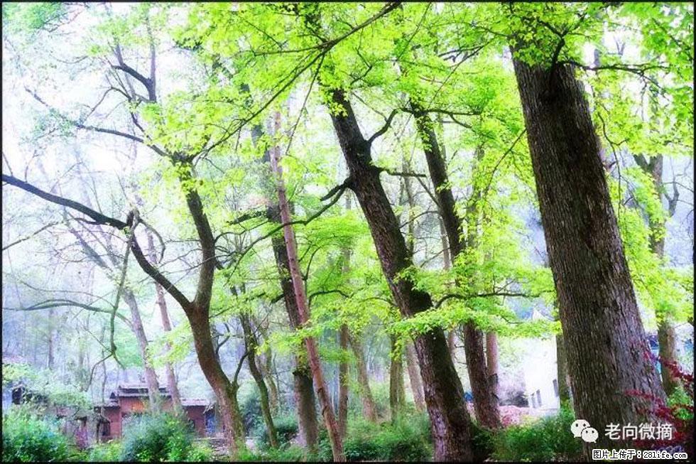 【春天，广西桂林灌阳县向您发出邀请！】在小龙村与春天约会 - 游山玩水 - 钦州生活社区 - 钦州28生活网 qinzhou.28life.net