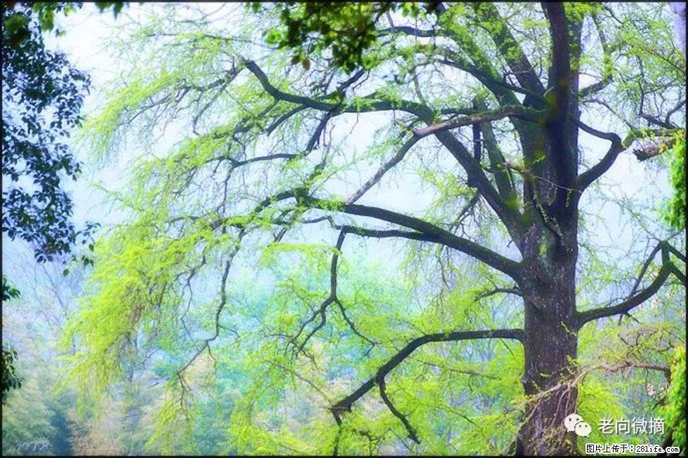 【春天，广西桂林灌阳县向您发出邀请！】在小龙村与春天约会 - 游山玩水 - 钦州生活社区 - 钦州28生活网 qinzhou.28life.net