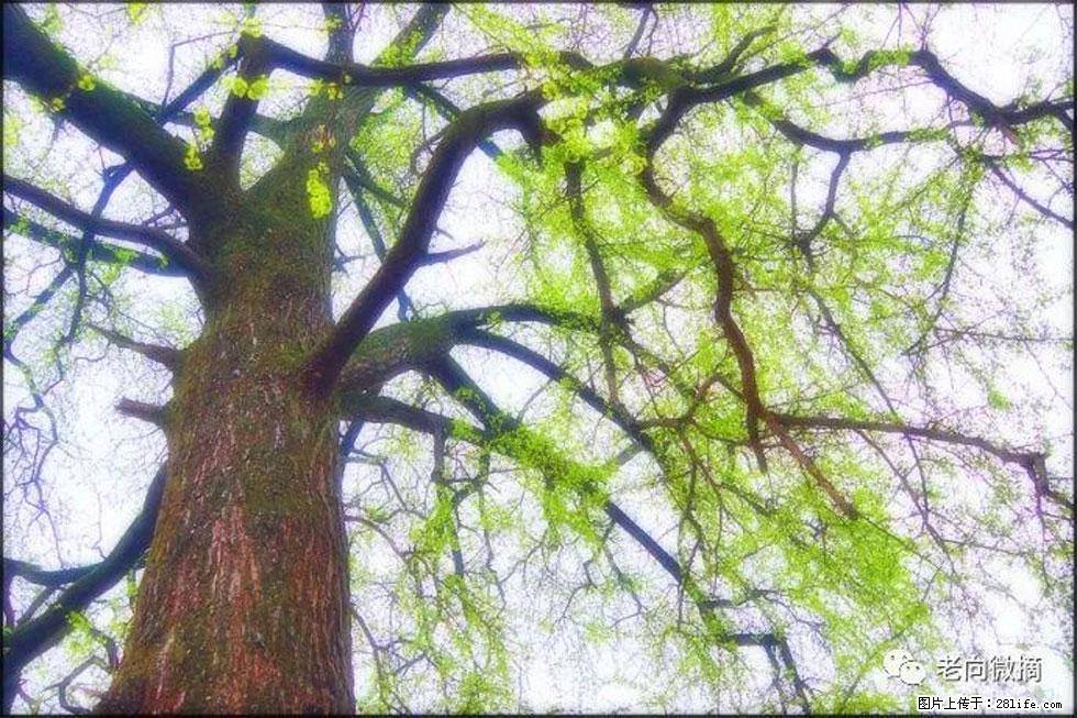 【春天，广西桂林灌阳县向您发出邀请！】在小龙村与春天约会 - 游山玩水 - 钦州生活社区 - 钦州28生活网 qinzhou.28life.net