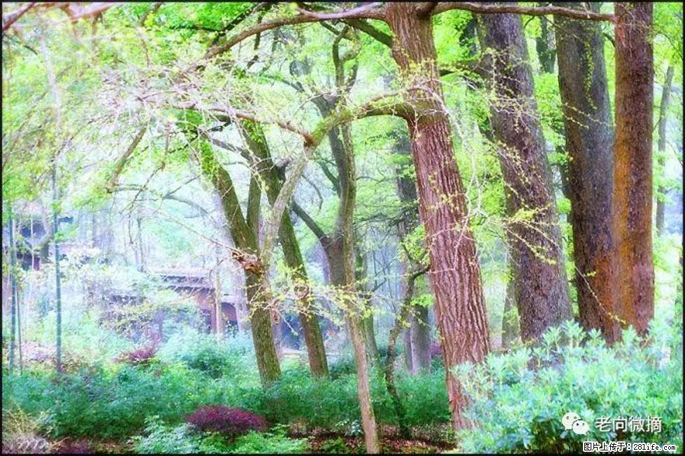 【春天，广西桂林灌阳县向您发出邀请！】在小龙村与春天约会 - 游山玩水 - 钦州生活社区 - 钦州28生活网 qinzhou.28life.net