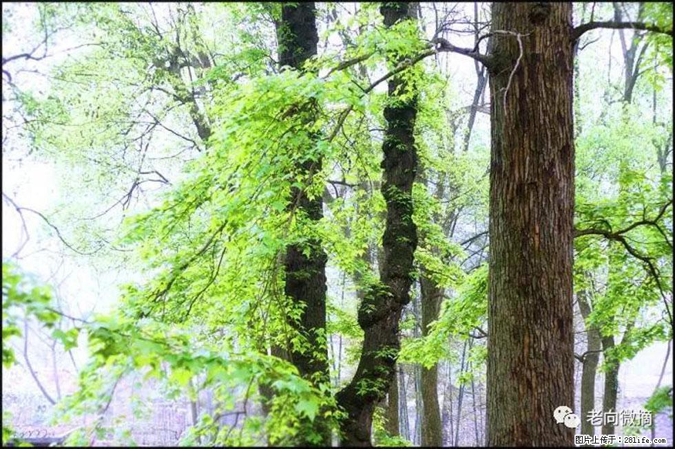 【春天，广西桂林灌阳县向您发出邀请！】在小龙村与春天约会 - 游山玩水 - 钦州生活社区 - 钦州28生活网 qinzhou.28life.net