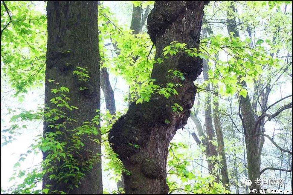 【春天，广西桂林灌阳县向您发出邀请！】在小龙村与春天约会 - 游山玩水 - 钦州生活社区 - 钦州28生活网 qinzhou.28life.net