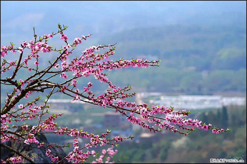 【春天，广西桂林灌阳县向您发出邀请！】望月岭上桃花开 - 游山玩水 - 钦州生活社区 - 钦州28生活网 qinzhou.28life.net