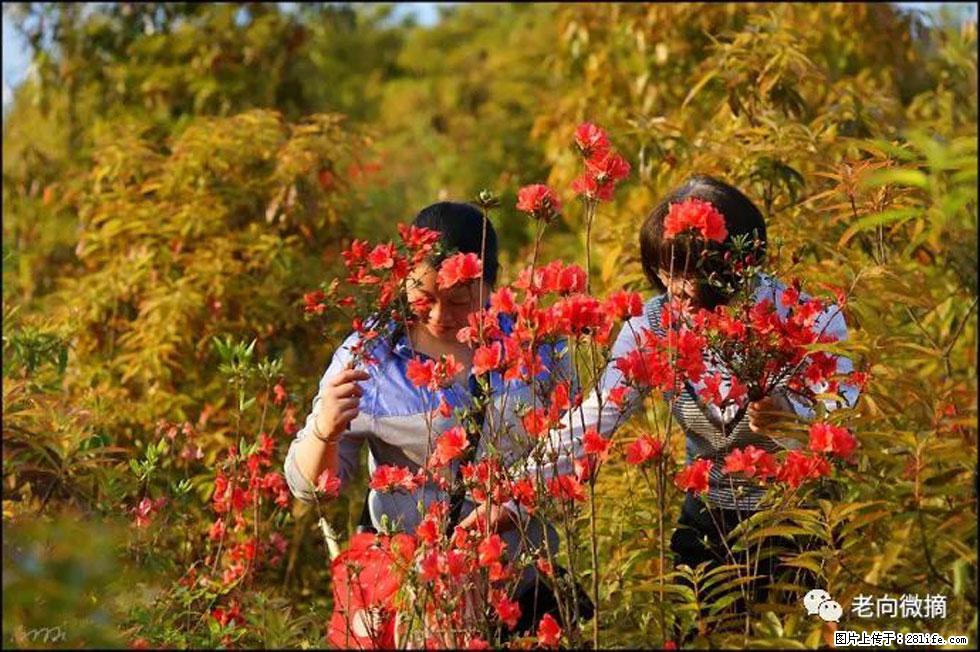 【春天，广西桂林灌阳县向您发出邀请！】登麒麟山，相约映山红 - 游山玩水 - 钦州生活社区 - 钦州28生活网 qinzhou.28life.net