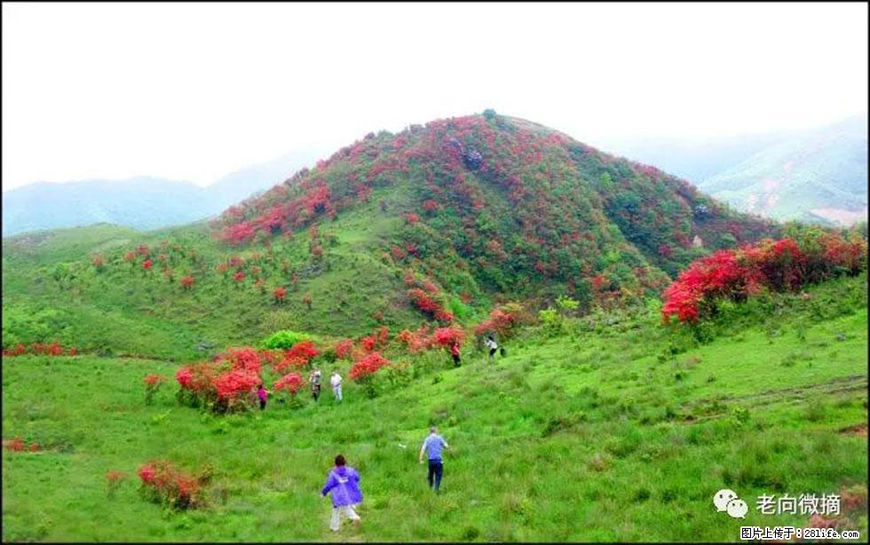 【春天，广西桂林灌阳县向您发出邀请！】宝盖山上映山红 - 游山玩水 - 钦州生活社区 - 钦州28生活网 qinzhou.28life.net