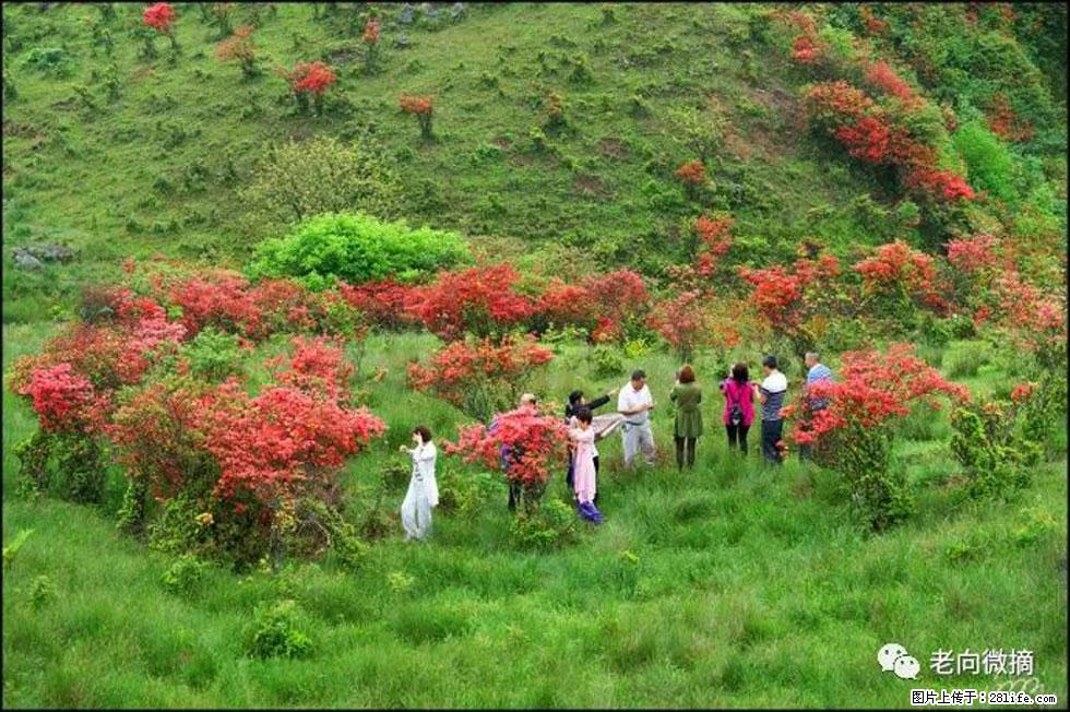 【春天，广西桂林灌阳县向您发出邀请！】宝盖山上映山红 - 游山玩水 - 钦州生活社区 - 钦州28生活网 qinzhou.28life.net