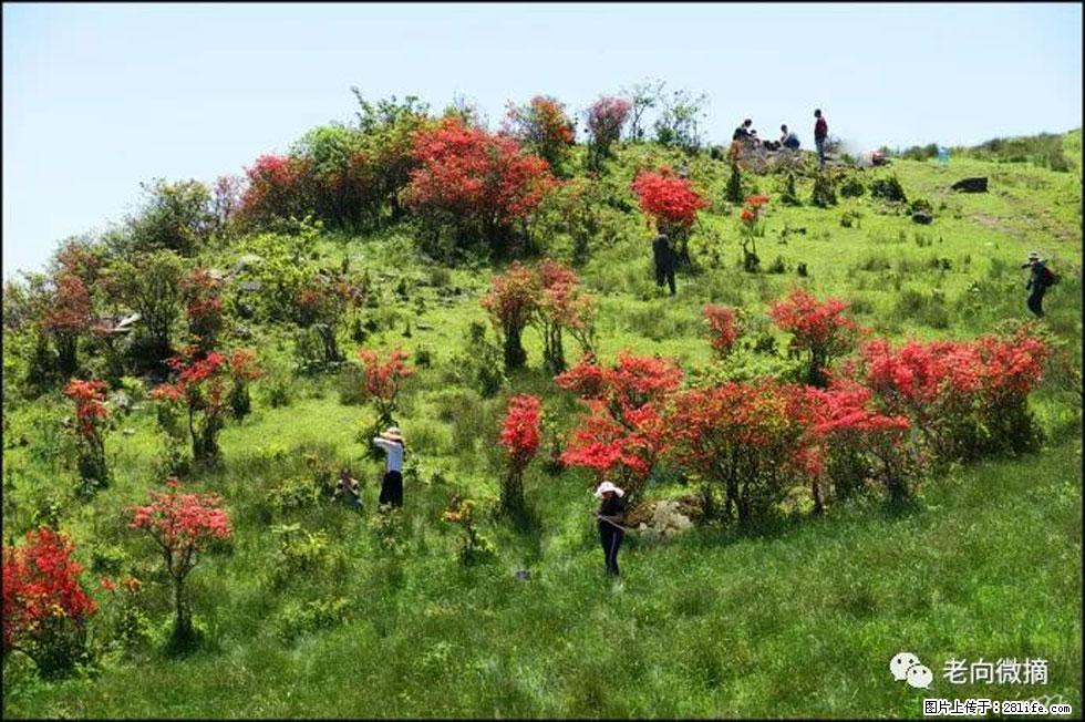 【春天，广西桂林灌阳县向您发出邀请！】宝盖山上映山红 - 游山玩水 - 钦州生活社区 - 钦州28生活网 qinzhou.28life.net