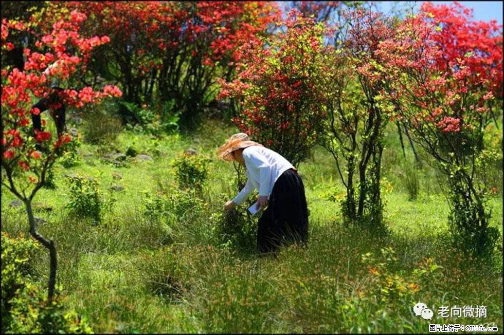 【春天，广西桂林灌阳县向您发出邀请！】宝盖山上映山红 - 游山玩水 - 钦州生活社区 - 钦州28生活网 qinzhou.28life.net
