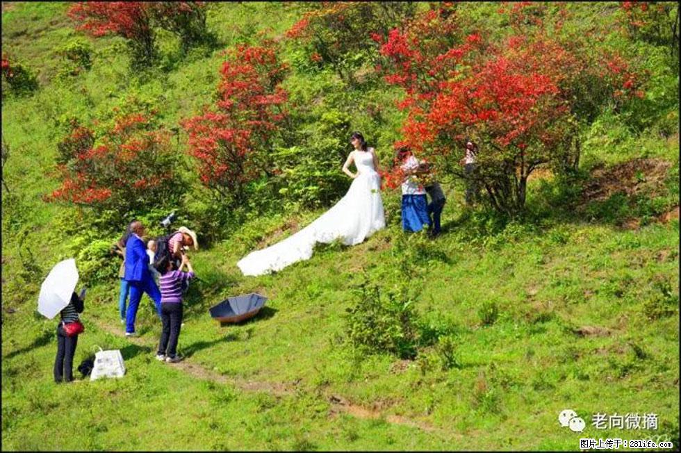 【春天，广西桂林灌阳县向您发出邀请！】宝盖山上映山红 - 游山玩水 - 钦州生活社区 - 钦州28生活网 qinzhou.28life.net