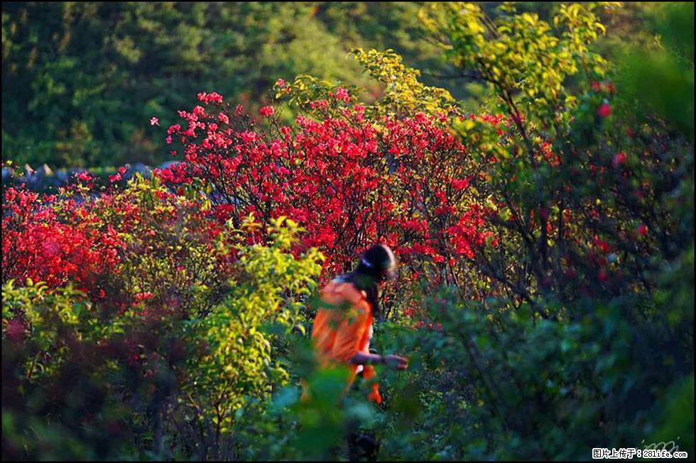 【春天，广西桂林灌阳县向您发出邀请！】春木界上映山红 - 游山玩水 - 钦州生活社区 - 钦州28生活网 qinzhou.28life.net