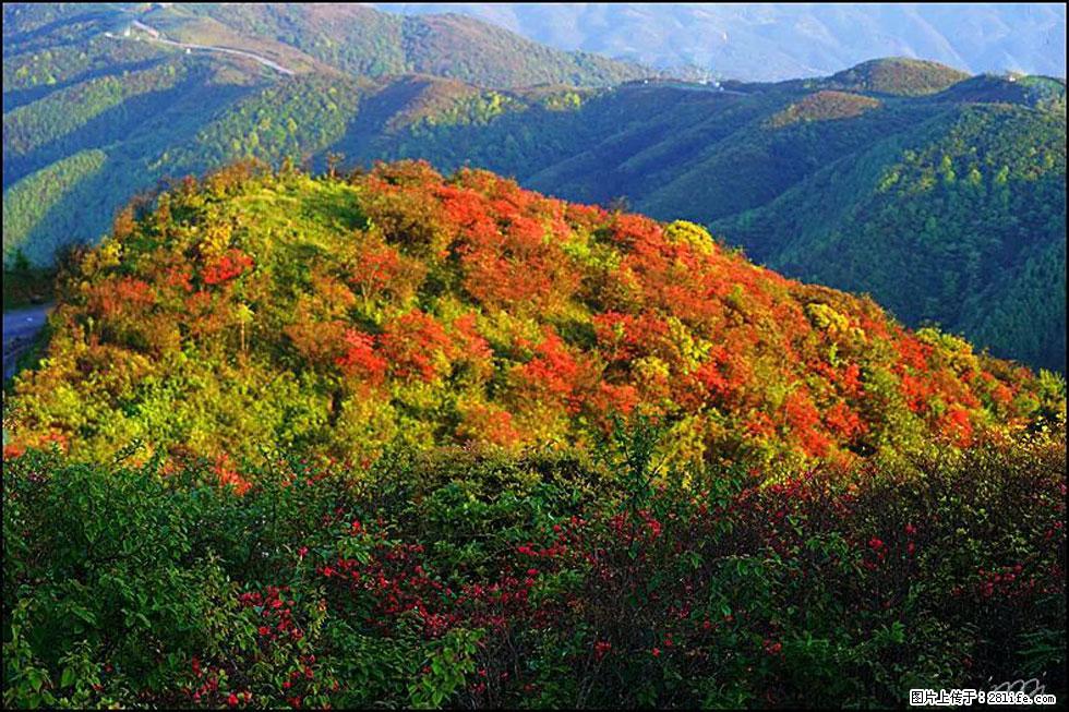 【春天，广西桂林灌阳县向您发出邀请！】春木界上映山红 - 游山玩水 - 钦州生活社区 - 钦州28生活网 qinzhou.28life.net
