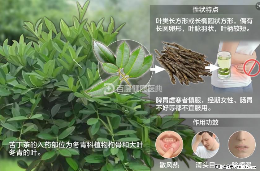 苦丁茶有哪些功效和作用 - 生活百科 - 钦州生活社区 - 钦州28生活网 qinzhou.28life.net