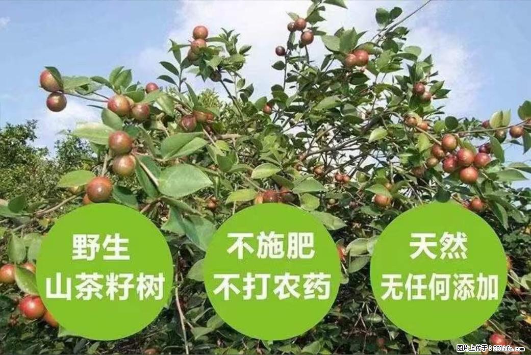 【灌阳县油茶产业示范区】一个有着充实的精神生活的人，对待身外之物自会有一种淡泊的态度 - 美食天地 - 钦州生活社区 - 钦州28生活网 qinzhou.28life.net