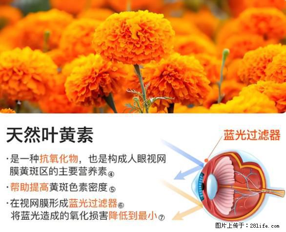 叶黄素有什么功效和作用 - 生活百科 - 钦州生活社区 - 钦州28生活网 qinzhou.28life.net