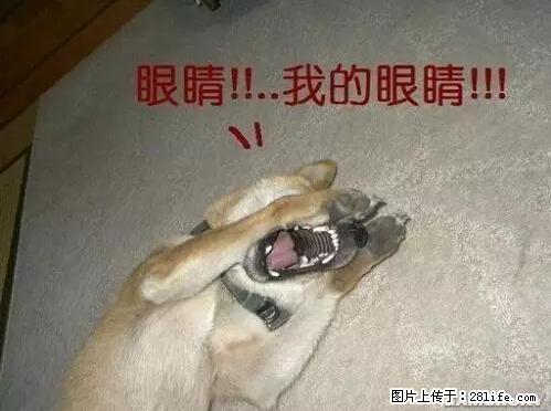 笑癫了！一女的怀孕三年未生，他终于忍不住了... - 娱乐八卦 - 钦州生活社区 - 钦州28生活网 qinzhou.28life.net