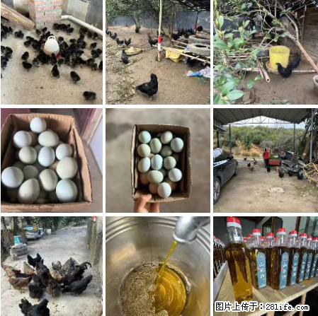 油茶园从小鸡仔开始养起的纯土鸡、土鸡蛋可以预定啦！还有前几天刚榨的纯山茶油哦 - 土特产 - 饮食特产 - 钦州分类信息 - 钦州28生活网 qinzhou.28life.net