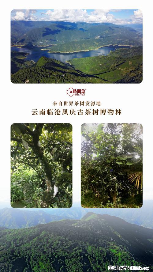 时间果百年古树2025年春红茶 - 购物交流 - 钦州生活社区 - 钦州28生活网 qinzhou.28life.net