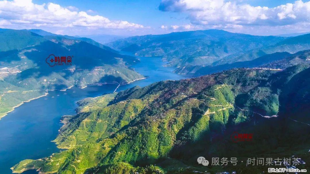 时间果百年古树龙珠普洱生茶 - 购物交流 - 钦州生活社区 - 钦州28生活网 qinzhou.28life.net