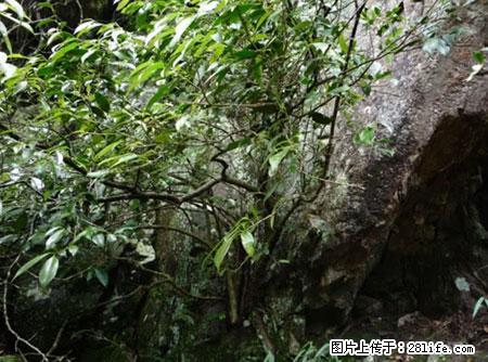 平乐石崖茶，珍贵仅次于金花茶 - 钦州生活资讯 - 钦州28生活网 qinzhou.28life.net