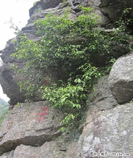 平乐石崖茶，珍贵仅次于金花茶 - 钦州生活资讯 - 钦州28生活网 qinzhou.28life.net