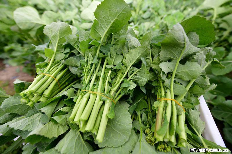 这些蔬菜是“天然钙片”，这6种被医生重点推荐 - 钦州生活资讯 - 钦州28生活网 qinzhou.28life.net